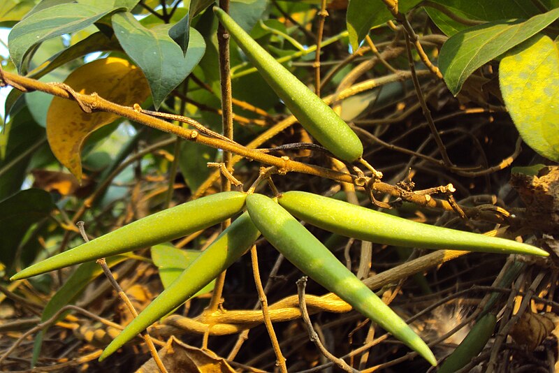 Gymnema sylvestre