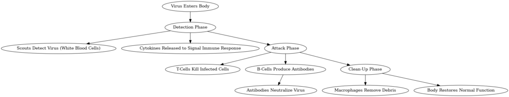 How immune system fights viruses