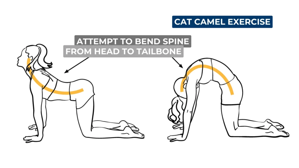 Cat cow stretch or Cat camel stretch
