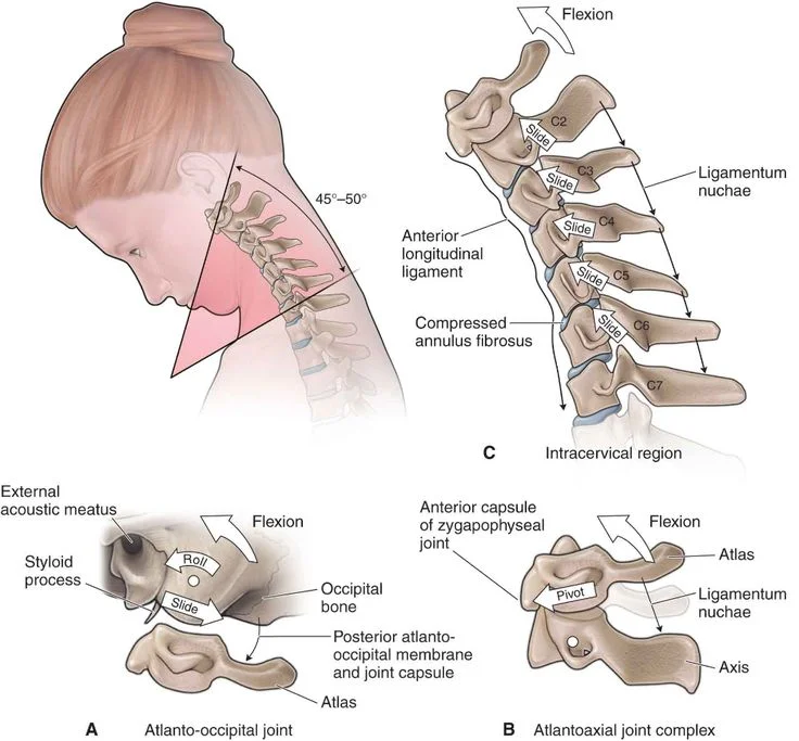 Cervical spine ligaments