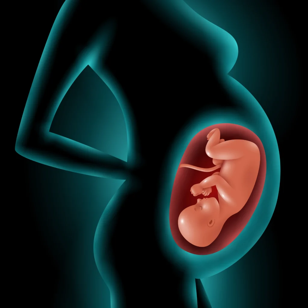 How the Uterus Grows During Pregnancy
