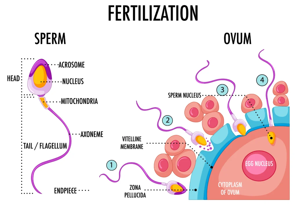 what happens to sperm after sex