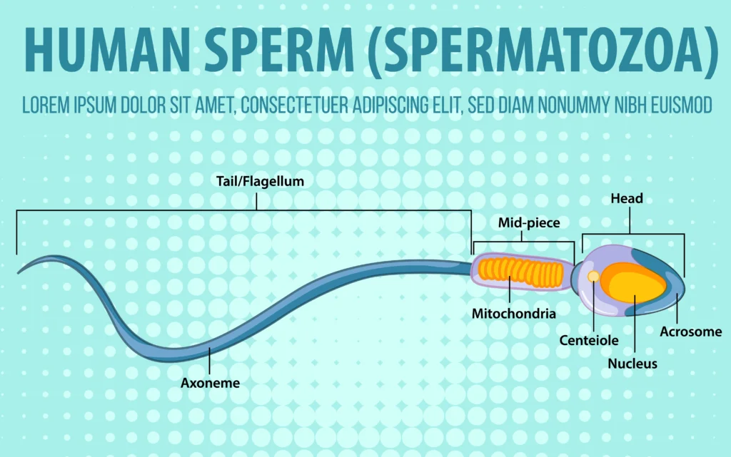 low sperm motility