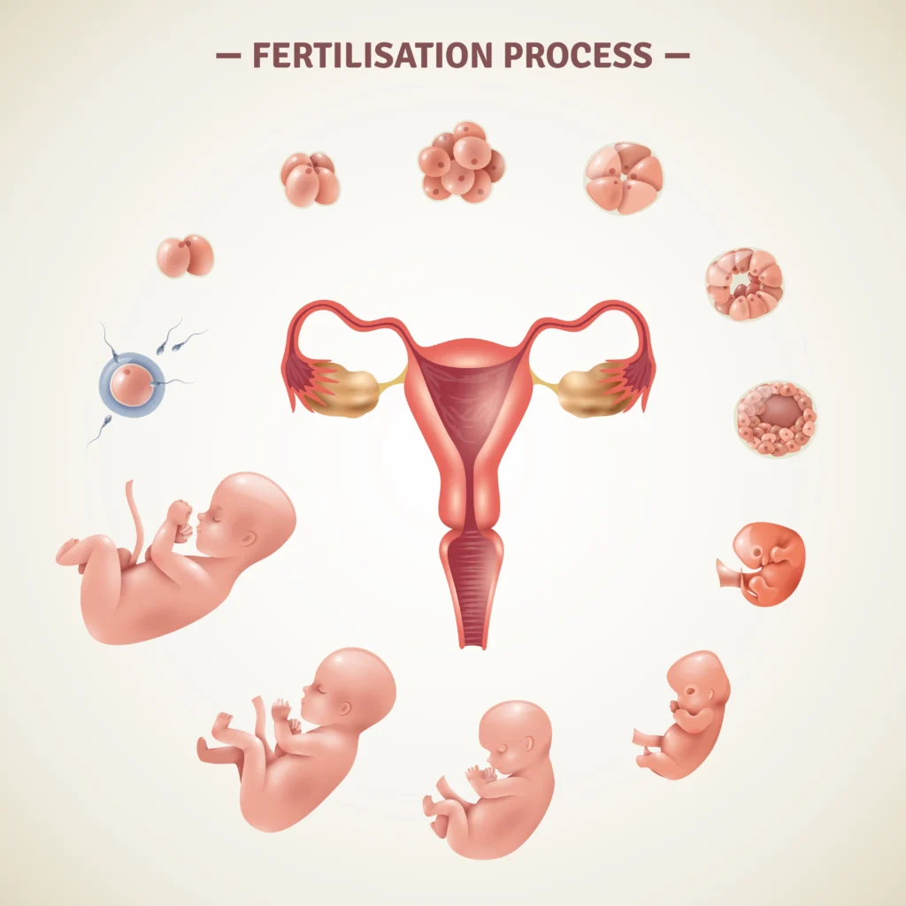 Signs of Fertilization After Ovulation
