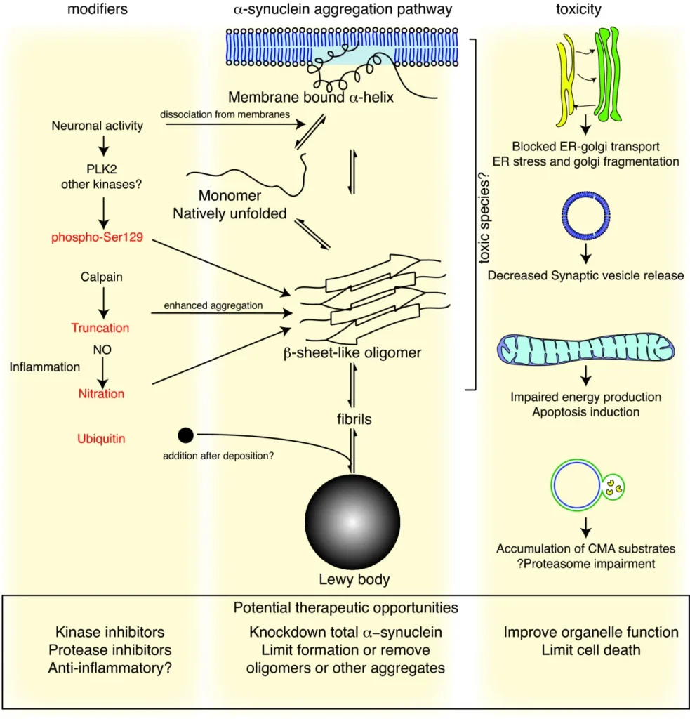 Alpha-synuclein protein aggregation linked to Parkinson's disease