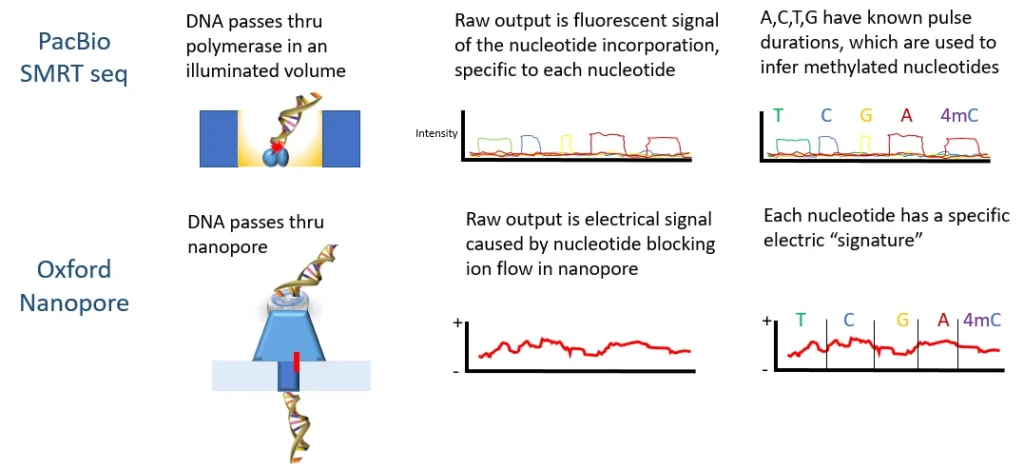 Nanopore sensor detecting protein molecules for Parkinson's research