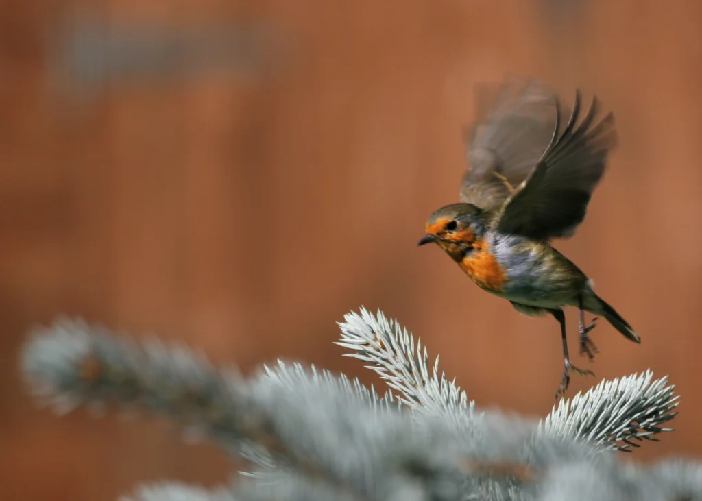 robin taking off
