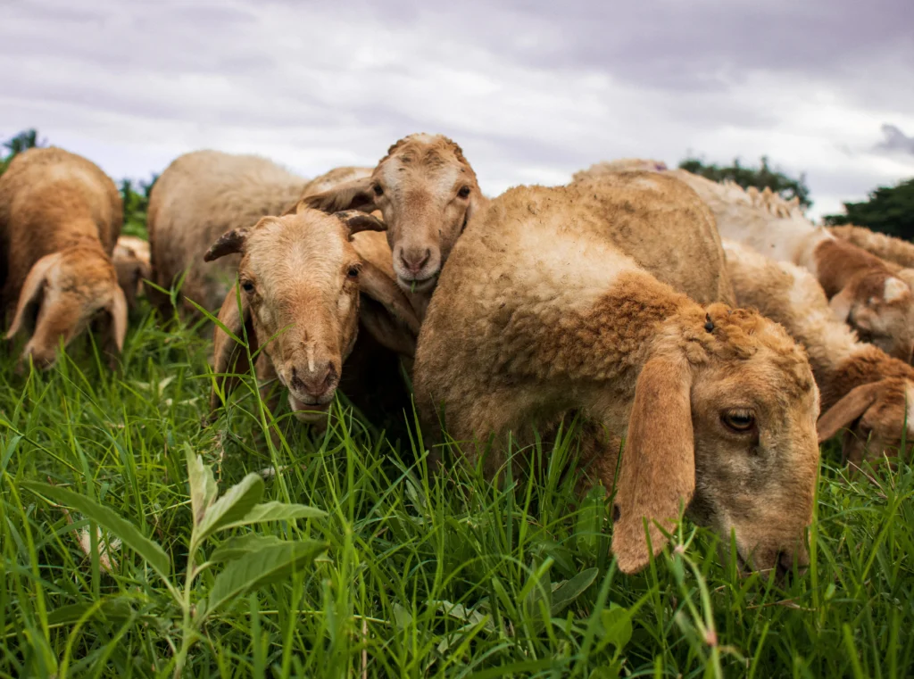 Cattle in a farm setting illustrating the animal hosts associated with Shamonda virus
