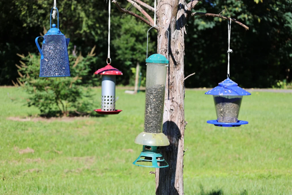 Bird feeders in a park provide opportunities to observe local wildlife