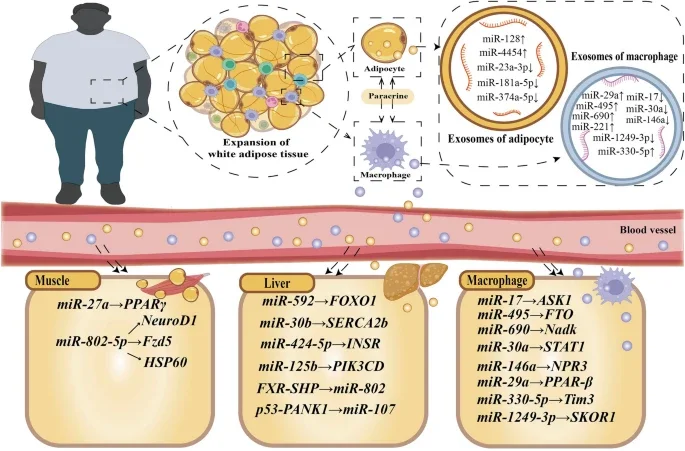Medical illustration showing the relationship between obesity and insulin resistance.