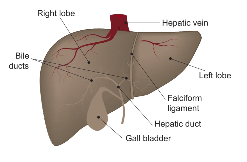 Illustration of the human liver and its major anatomical structures