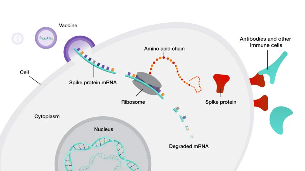 Illustration of the general mRNA vaccine process.