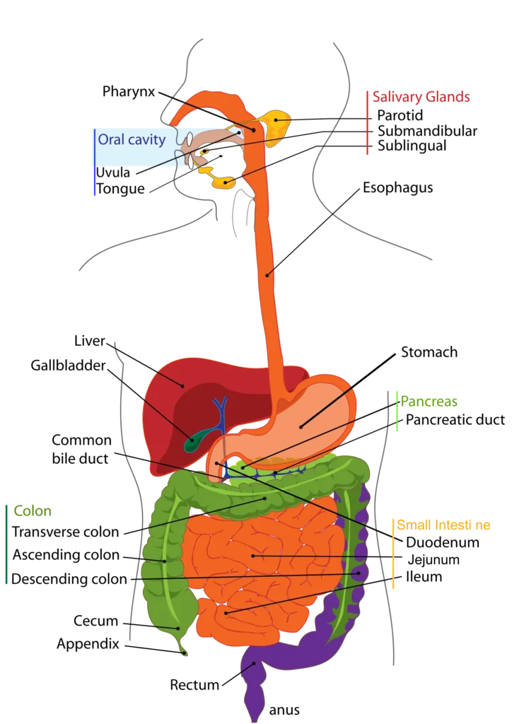 Diagram of the digestive system showing the stomach and small intestine
