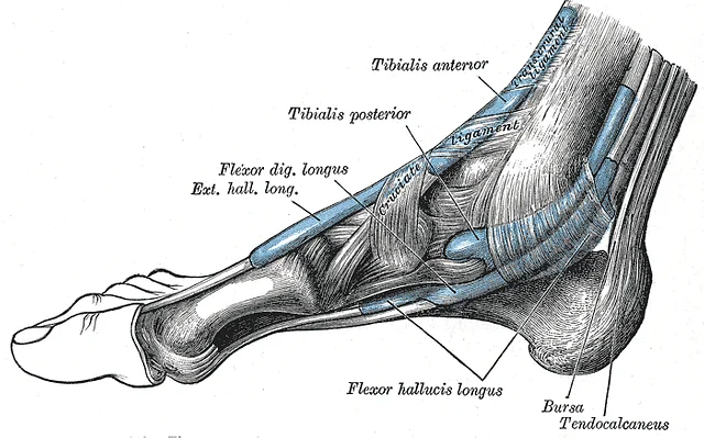 flexor hallucis longus tendinopathy