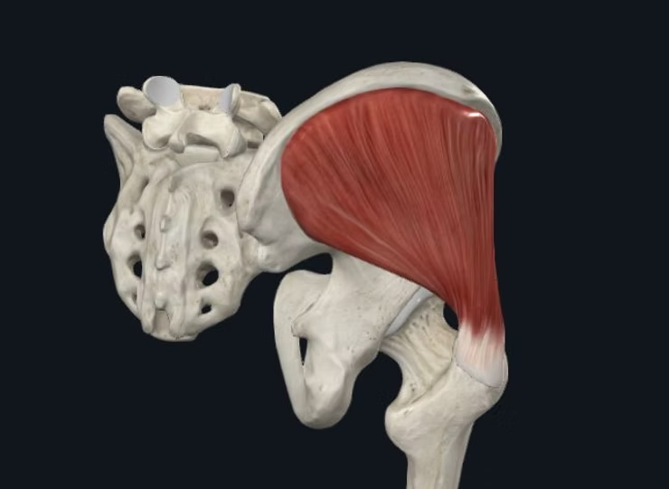 Anatomical illustration highlighting the gluteus medius muscle that helps stabilise the pelvis